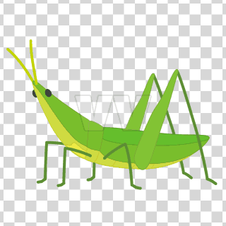 AcridaCinerea