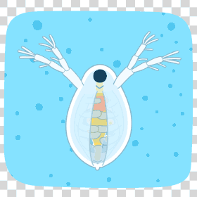 Daphnia