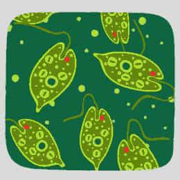Euglena