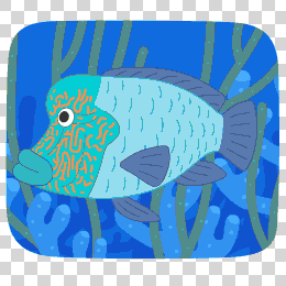 Napoleon_fish