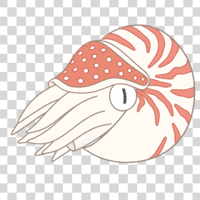 Nautilus