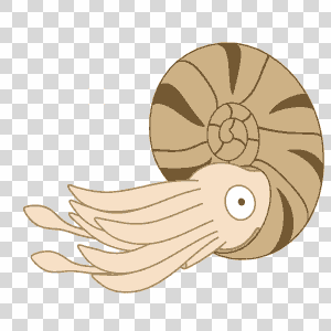 ammonite