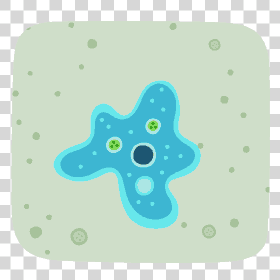 amoeba