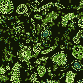 bacteria
