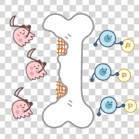 bone metabolism