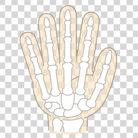 bones of hand