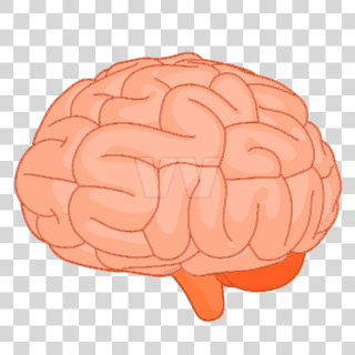 brain