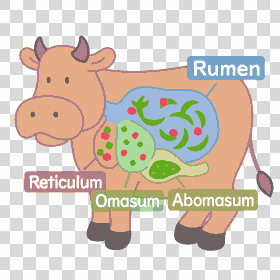 cow