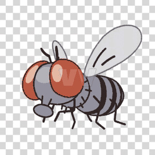 fly
