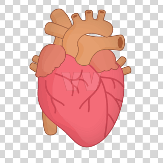 heart