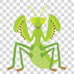 mantis