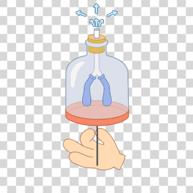 mechanism of breathing
