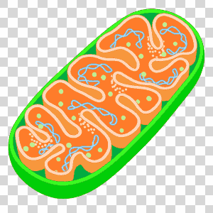 mitochondria