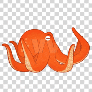 octopus