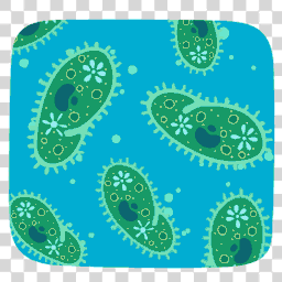 paramecium