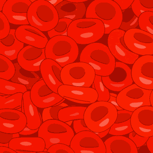 red blood cell