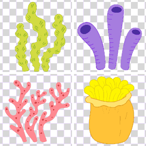 seaweed