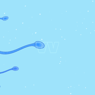 sperm