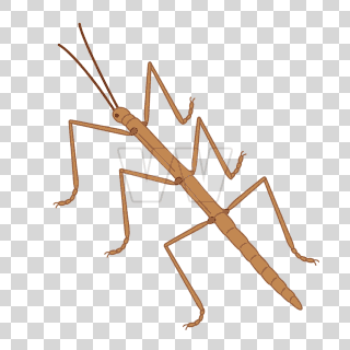 stickInsect