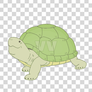 tortoise
