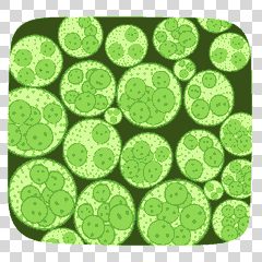 volvox